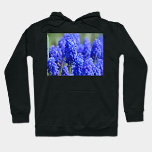 Grape Hyacinth Hoodie